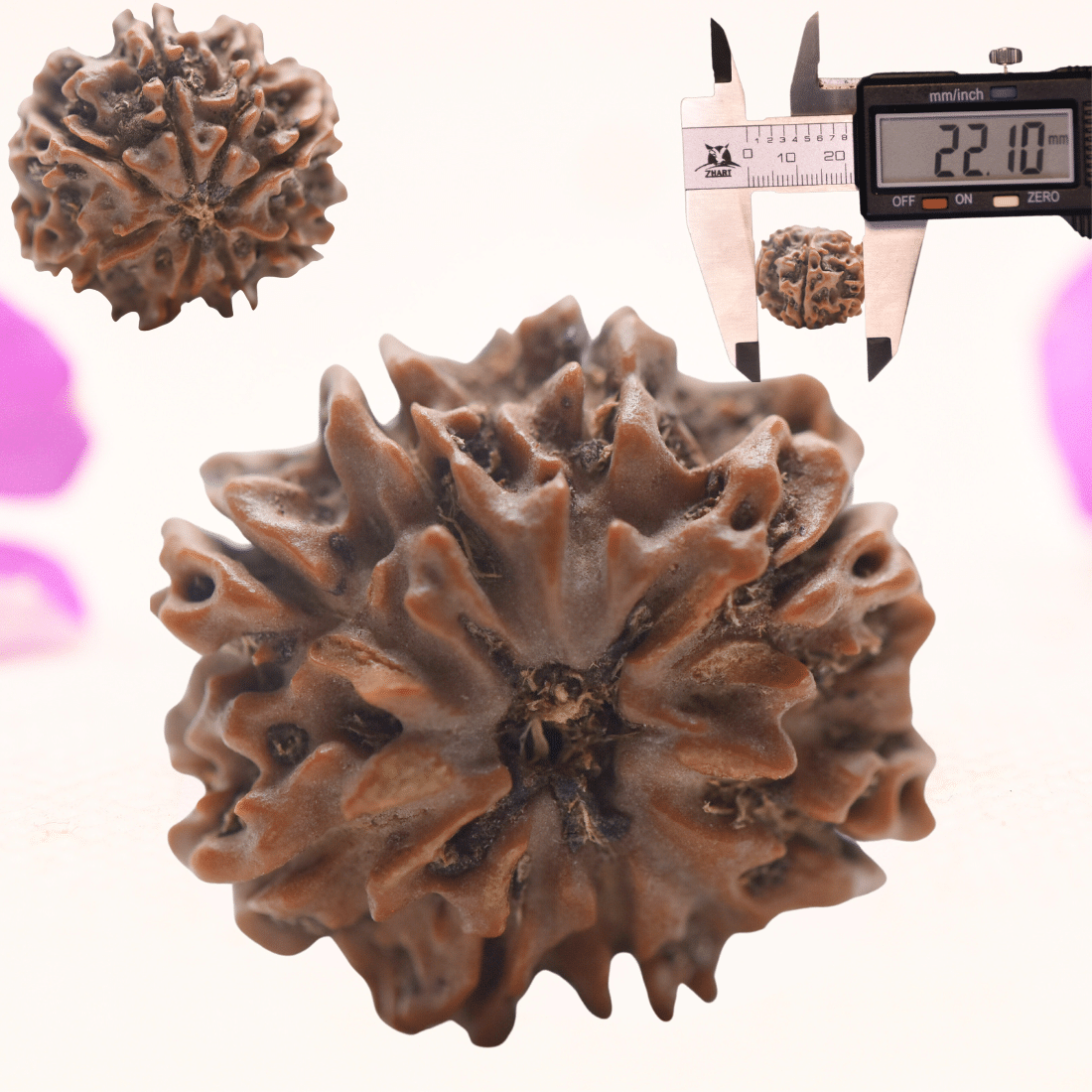 8 Mukhi Nepali Rudraksha - Regular