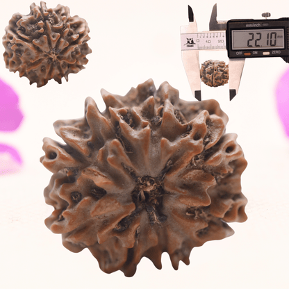 8 Mukhi Nepali Rudraksha - Regular