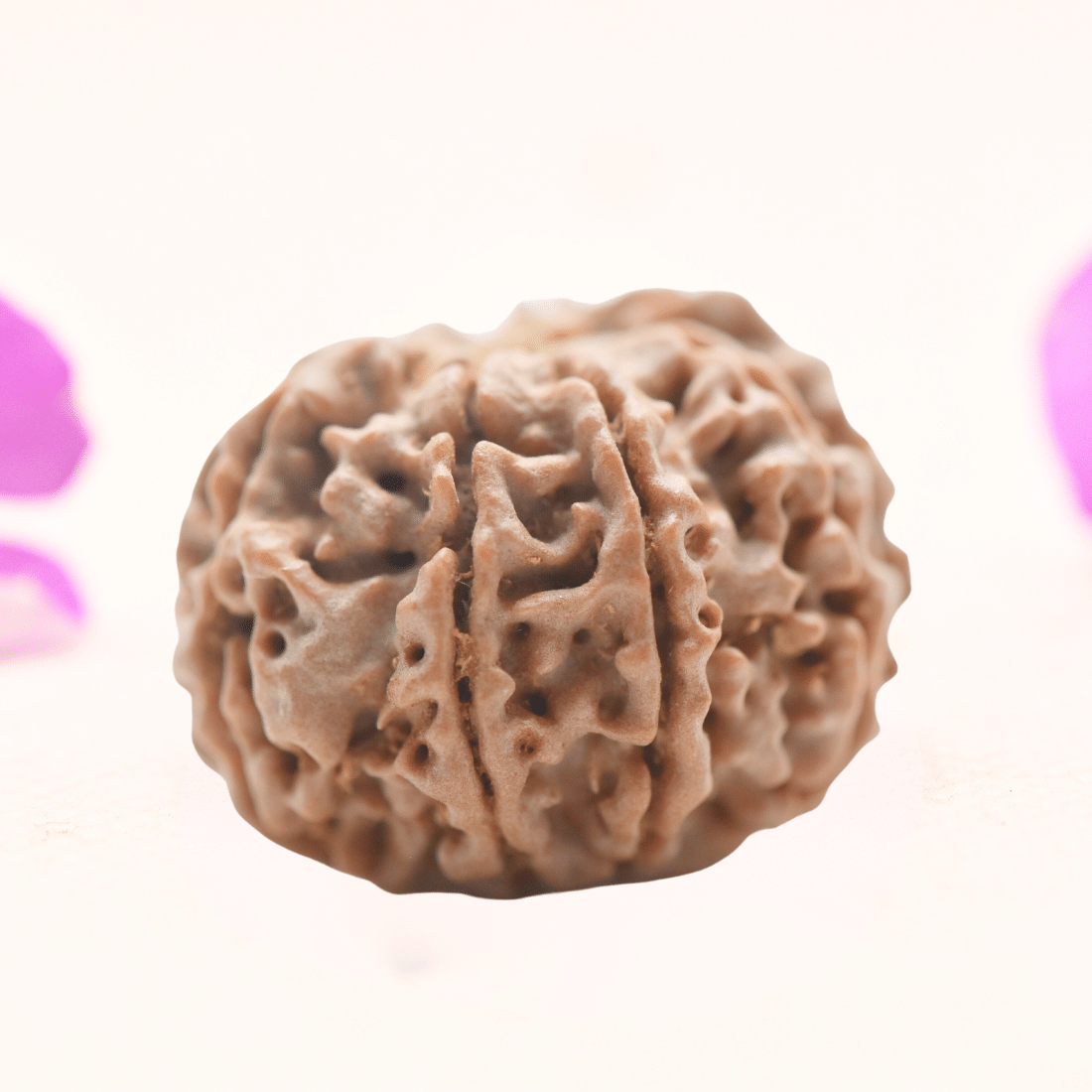 8 Mukhi Nepali Rudraksha - Regular
