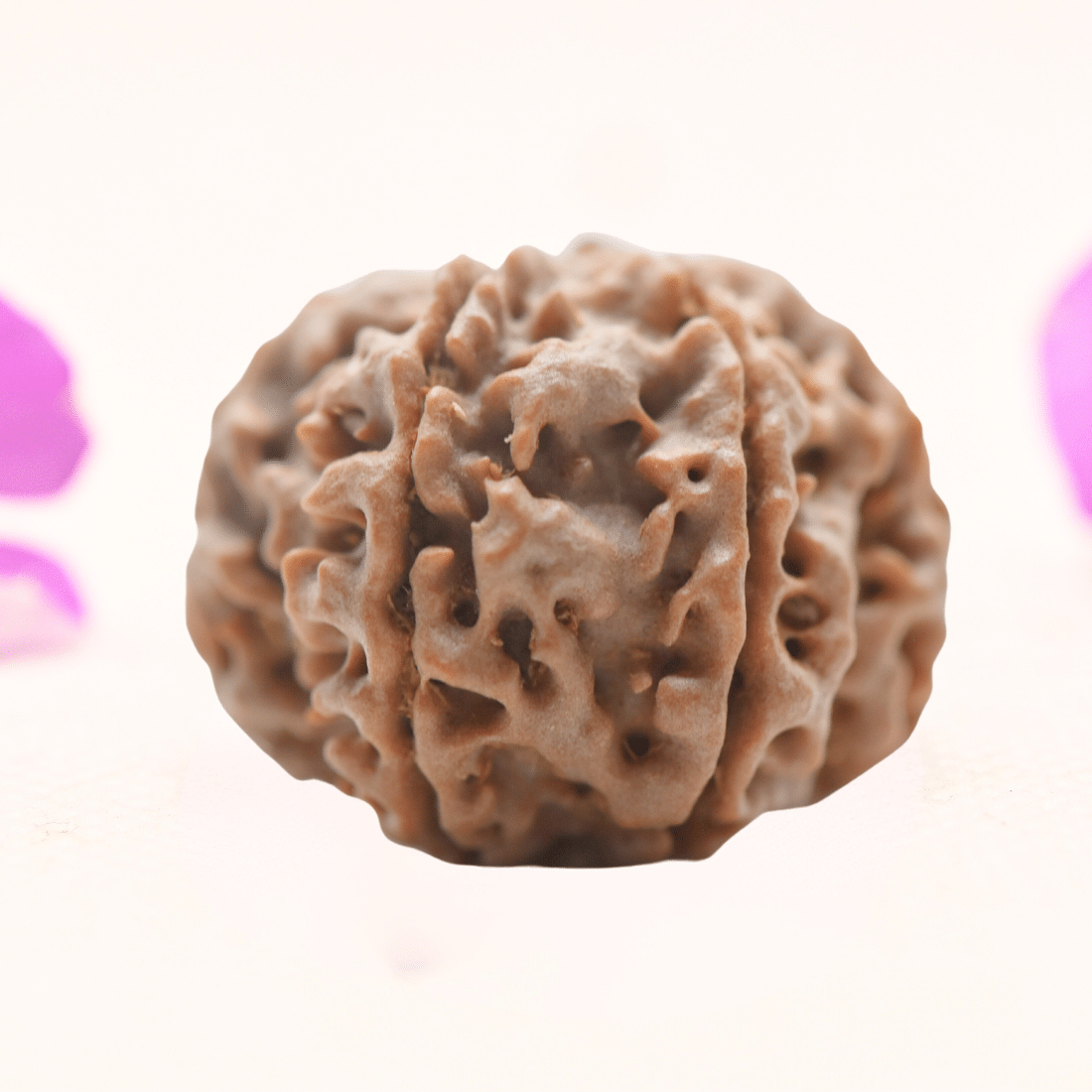 8 Mukhi Nepali Rudraksha - Regular