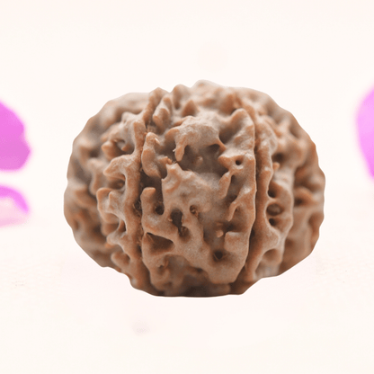 8 Mukhi Nepali Rudraksha - Regular