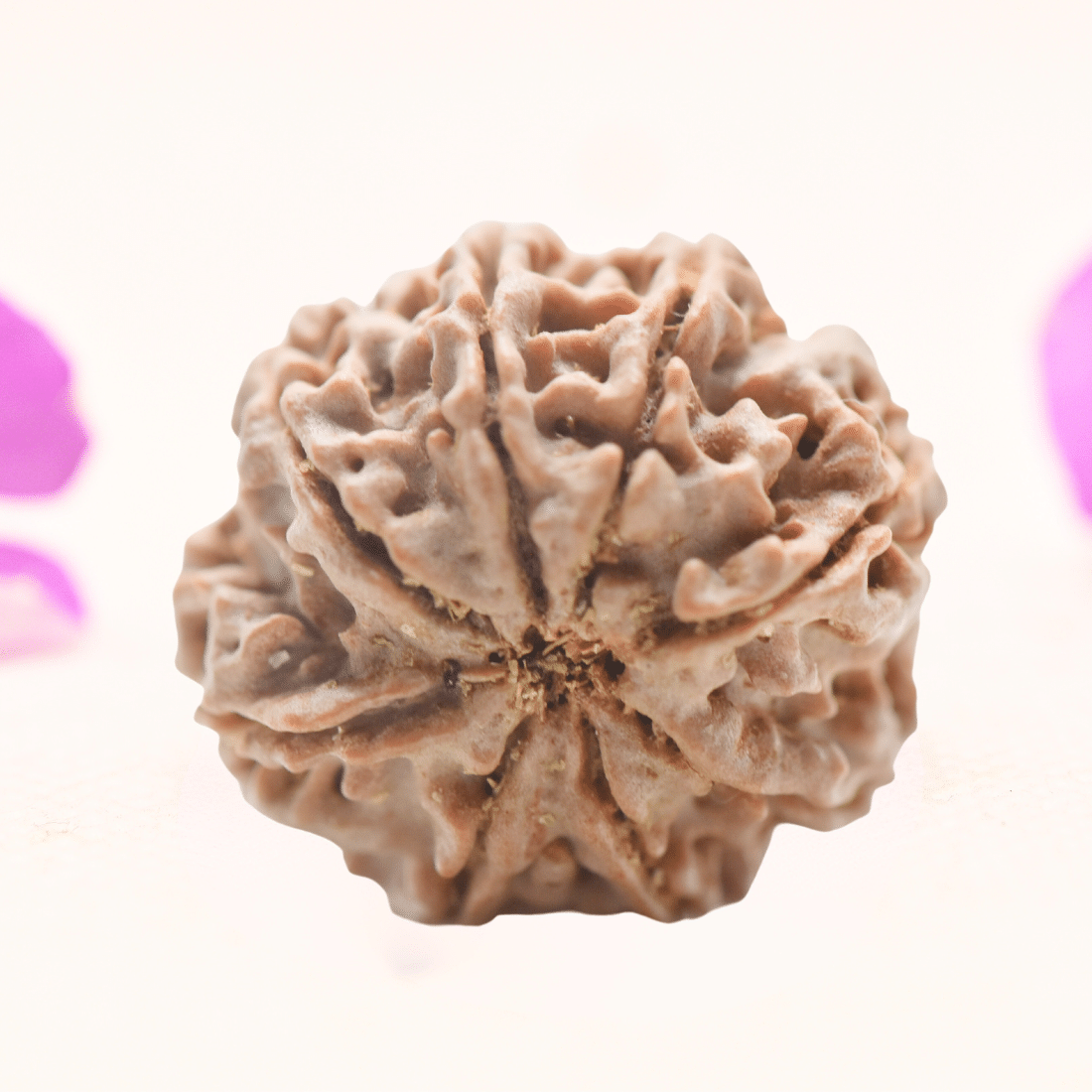 8 Mukhi Nepali Rudraksha - Regular