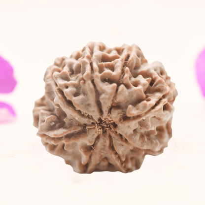 8 Mukhi Nepali Rudraksha - Regular