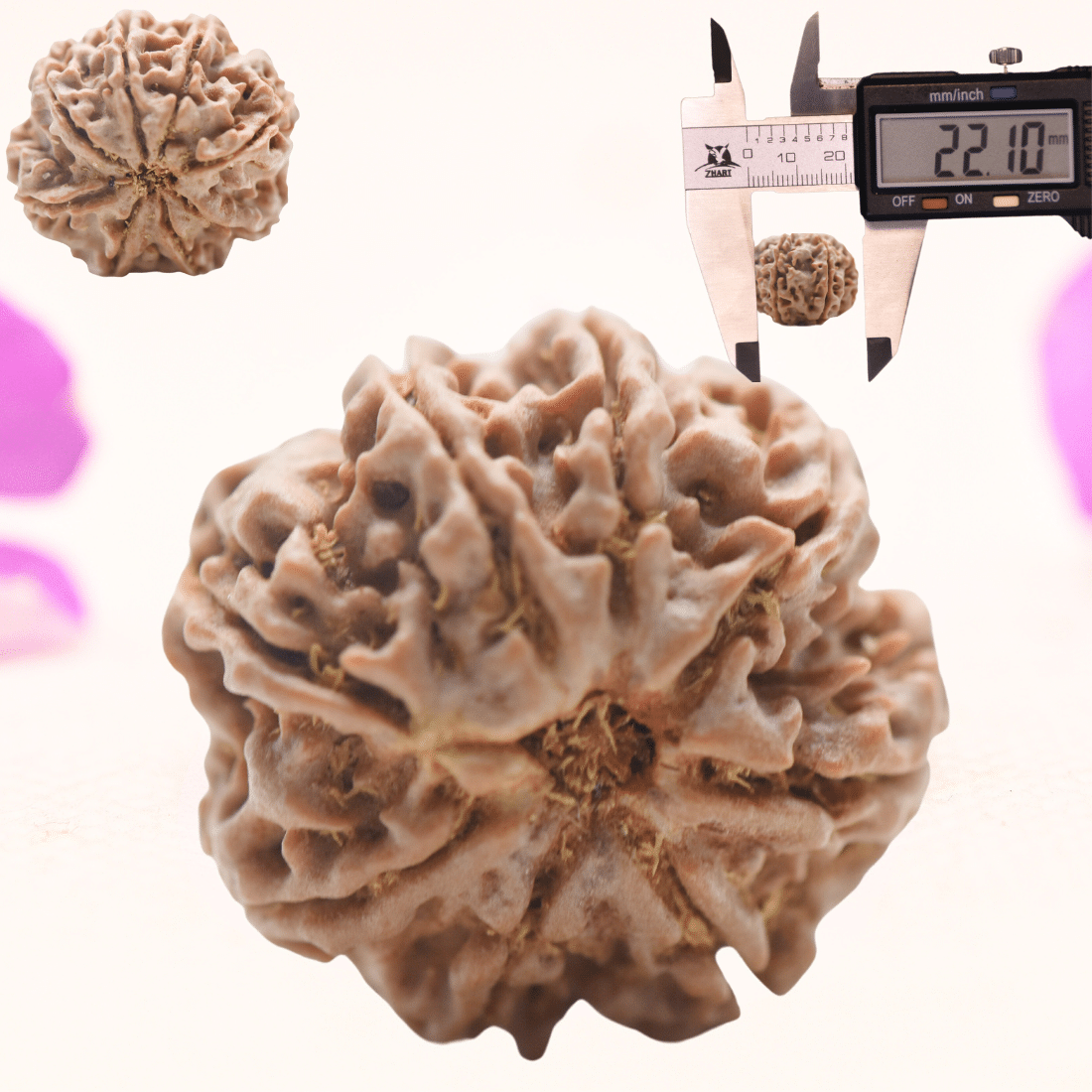 8 Mukhi Nepali Rudraksha - Regular