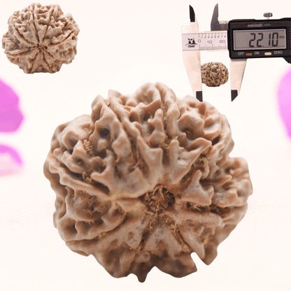 8 Mukhi Nepali Rudraksha - Regular