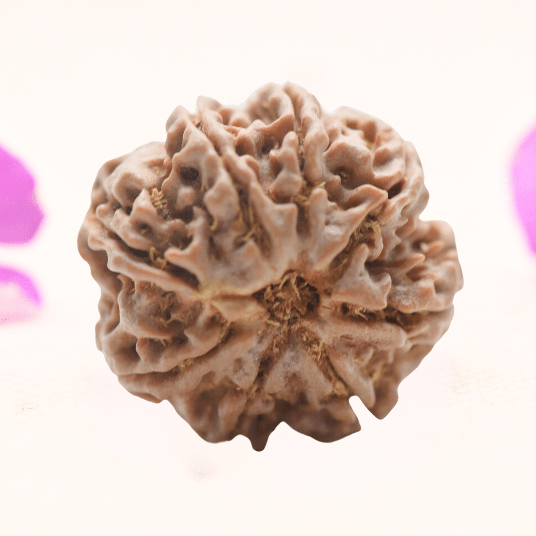 8 Mukhi Nepali Rudraksha - Regular