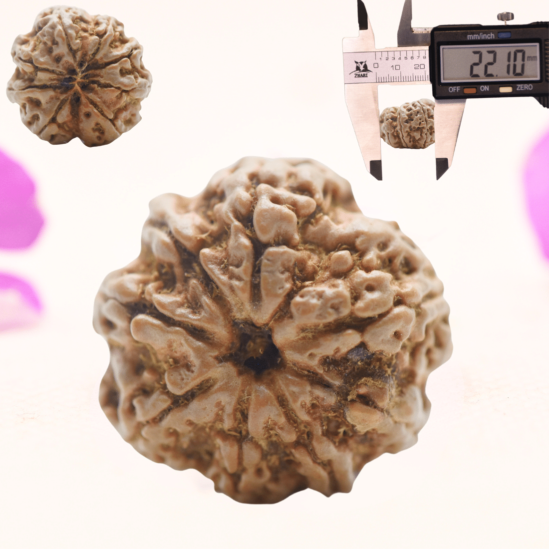 8 Mukhi Nepali Rudraksha - Regular