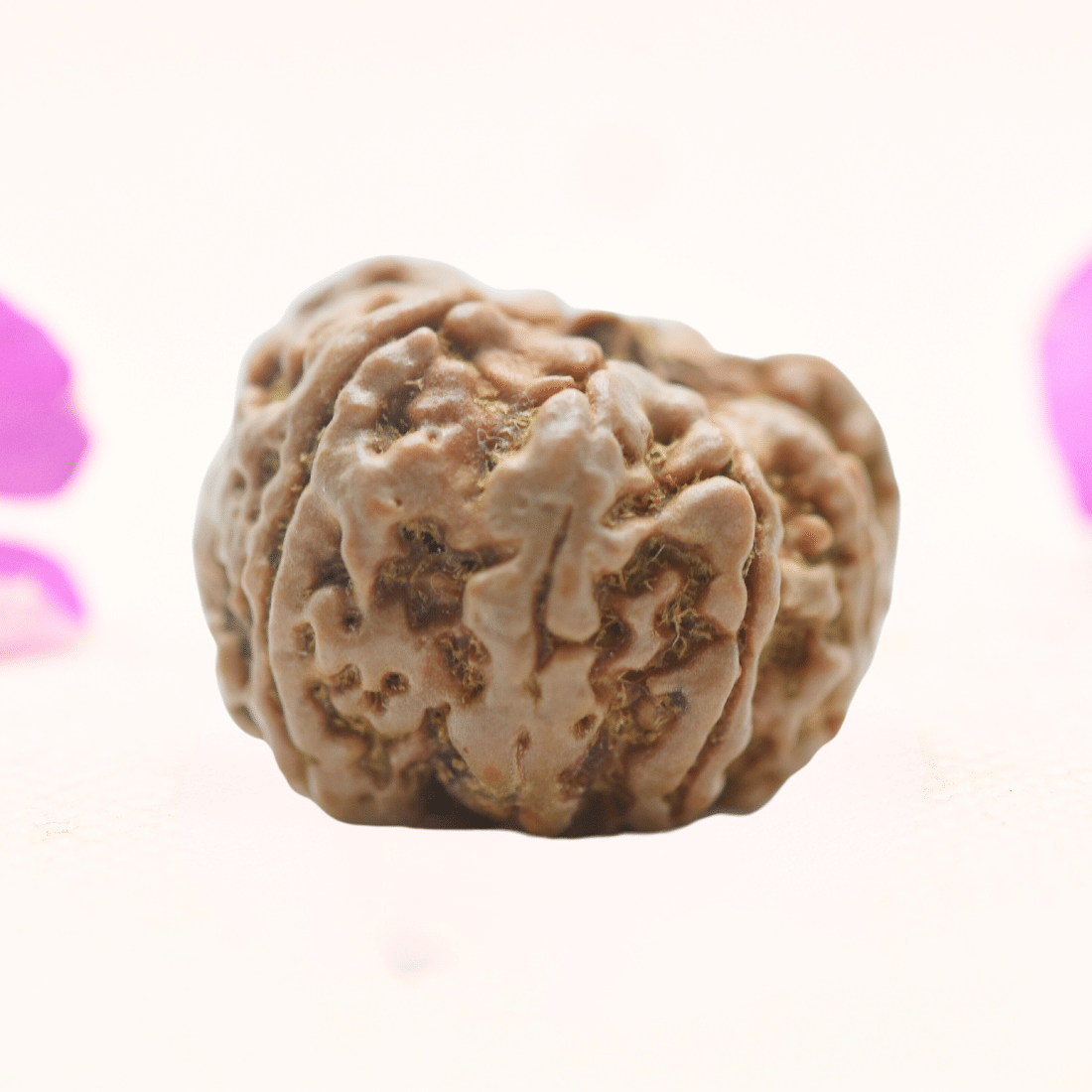 8 Mukhi Nepali Rudraksha - Regular