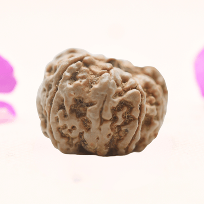 8 Mukhi Nepali Rudraksha - Regular