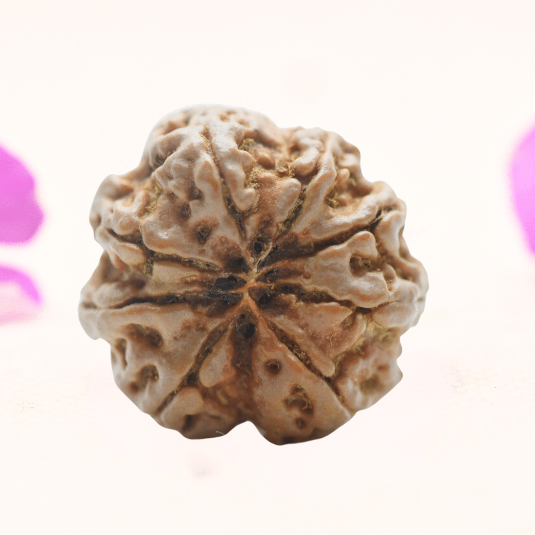 8 Mukhi Nepali Rudraksha - Regular