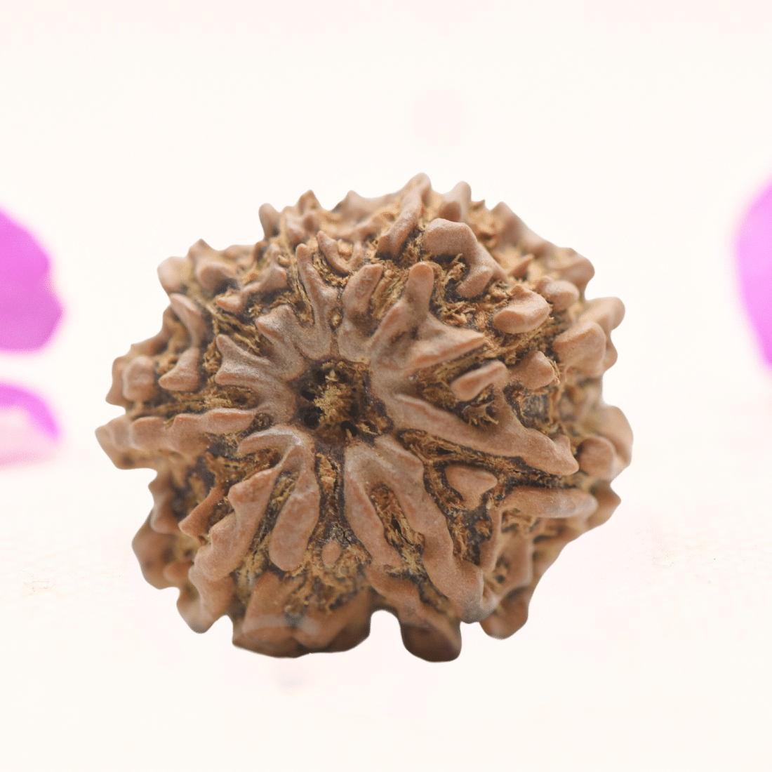8 Mukhi Nepali Rudraksha - Regular