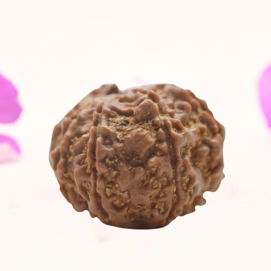 8 Mukhi Nepali Rudraksha - Regular
