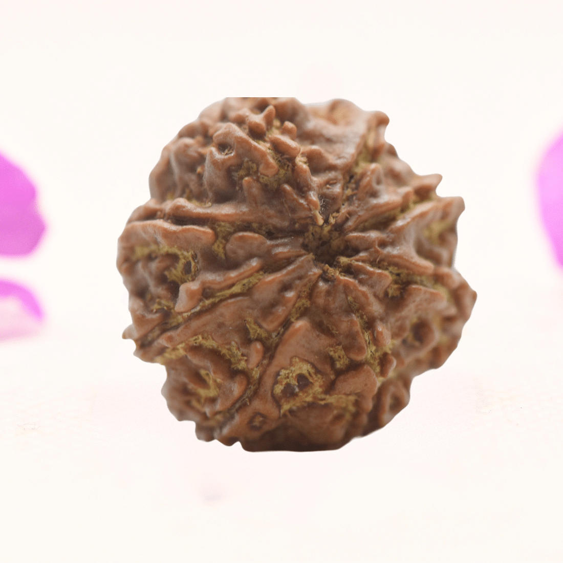 8 Mukhi Nepali Rudraksha - Regular