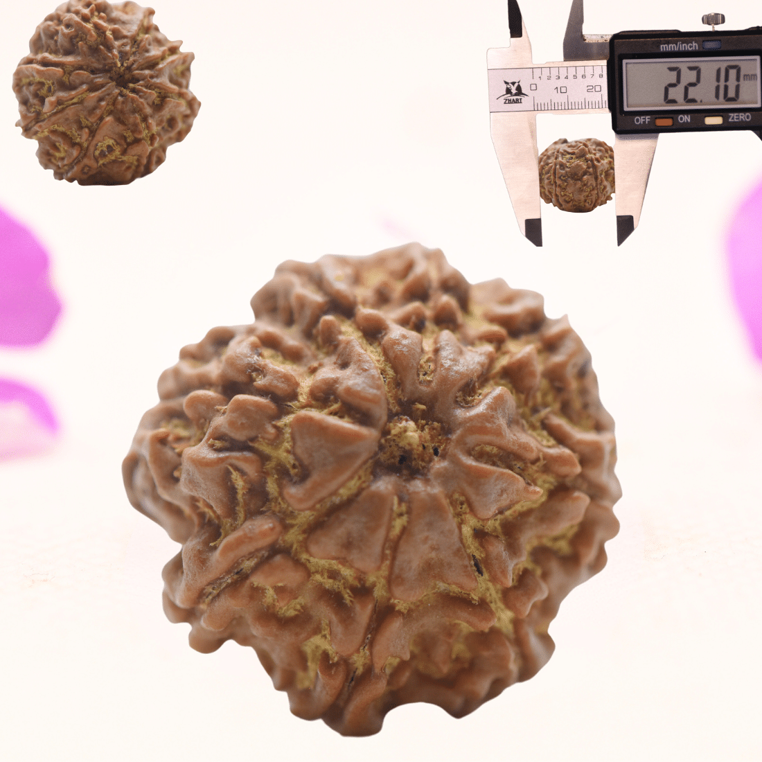 8 Mukhi Nepali Rudraksha - Regular