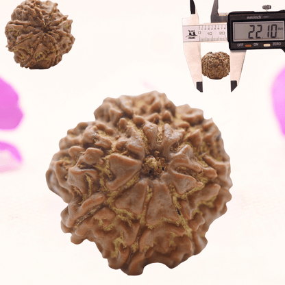 8 Mukhi Nepali Rudraksha - Regular
