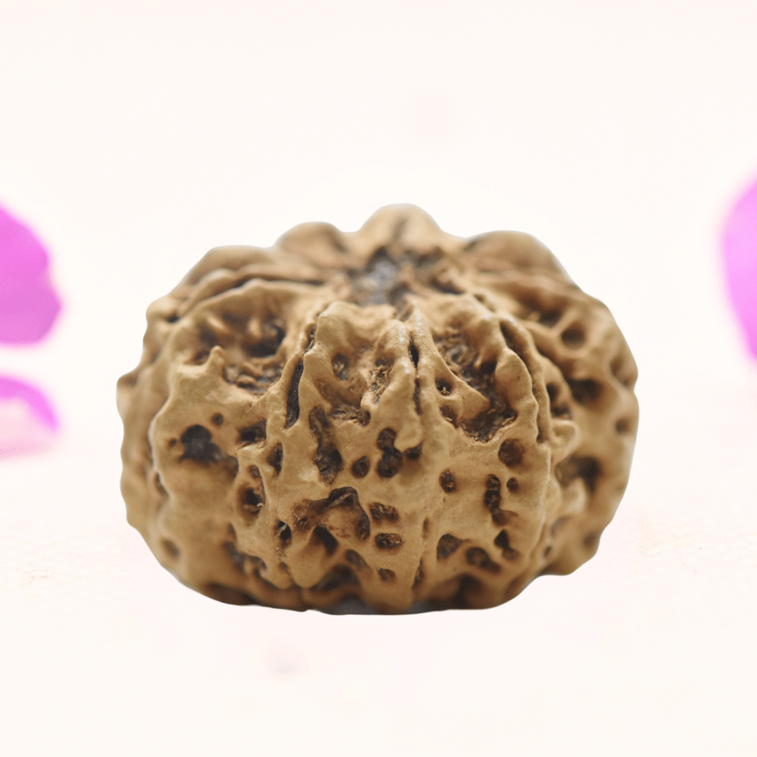 8 Mukhi Nepali Rudraksha - Regular
