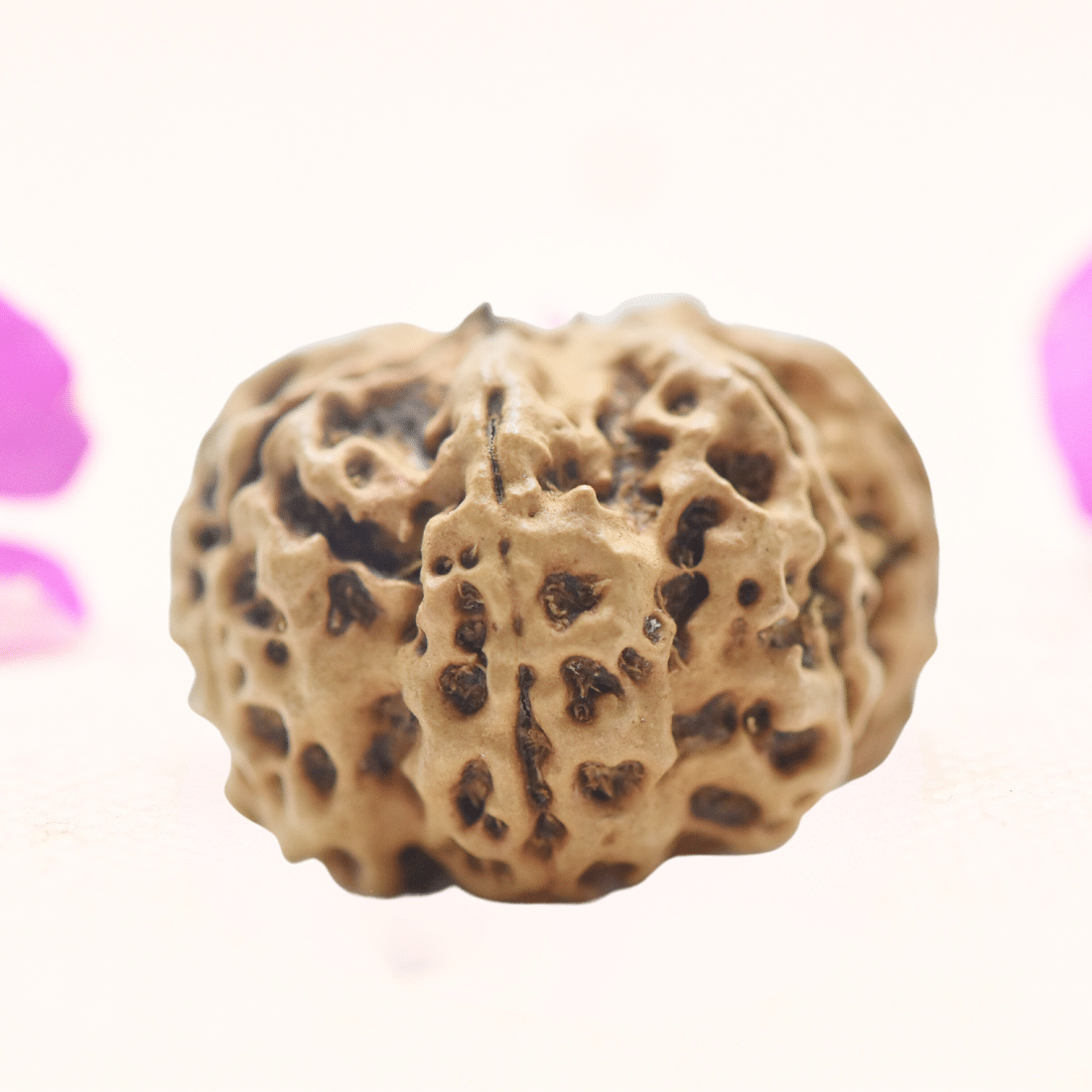 8 Mukhi Nepali Rudraksha - Regular