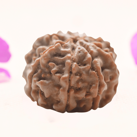 8 Mukhi Nepali Rudraksha - Regular