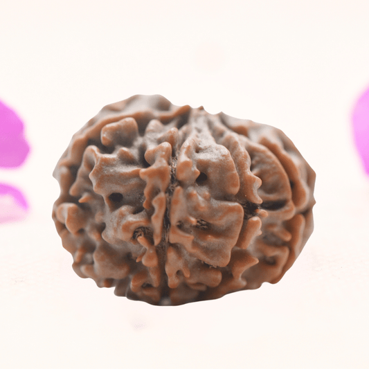 8 Mukhi Nepali Rudraksha - Regular