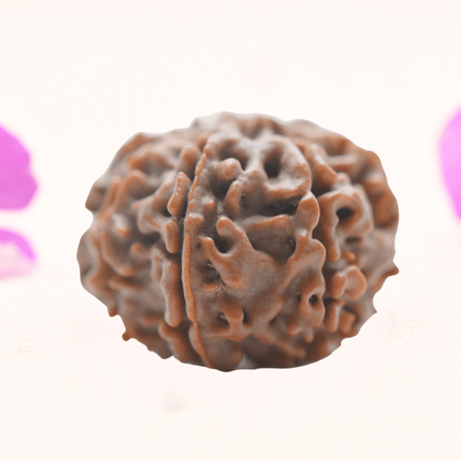 8 Mukhi Nepali Rudraksha - Regular