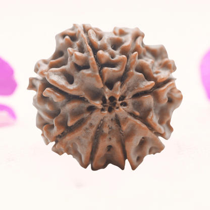 8 Mukhi Nepali Rudraksha - Regular