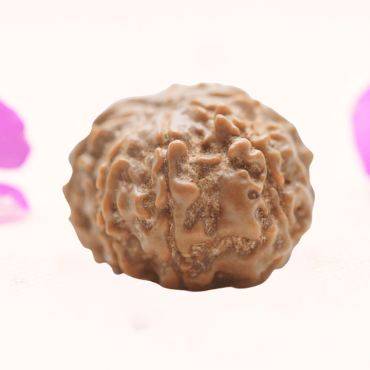 8 Mukhi Nepali Rudraksha - Regular