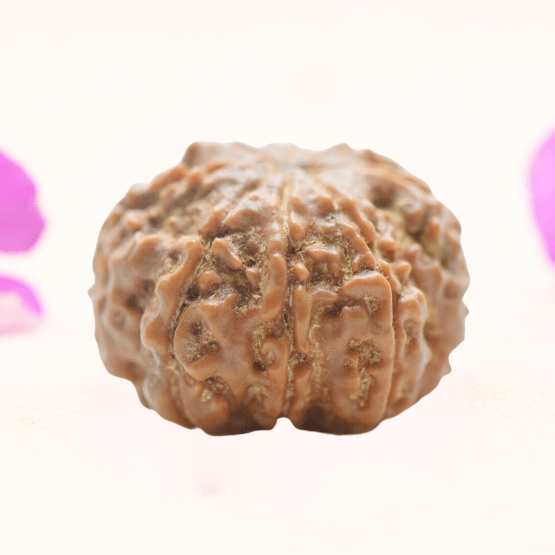 8 Mukhi Nepali Rudraksha - Regular