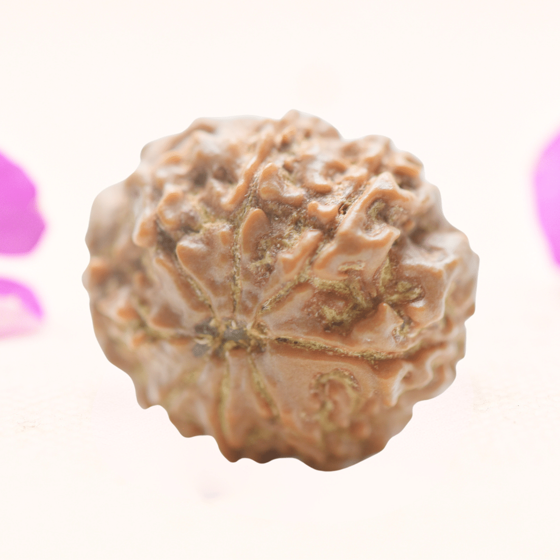 8 Mukhi Nepali Rudraksha - Regular