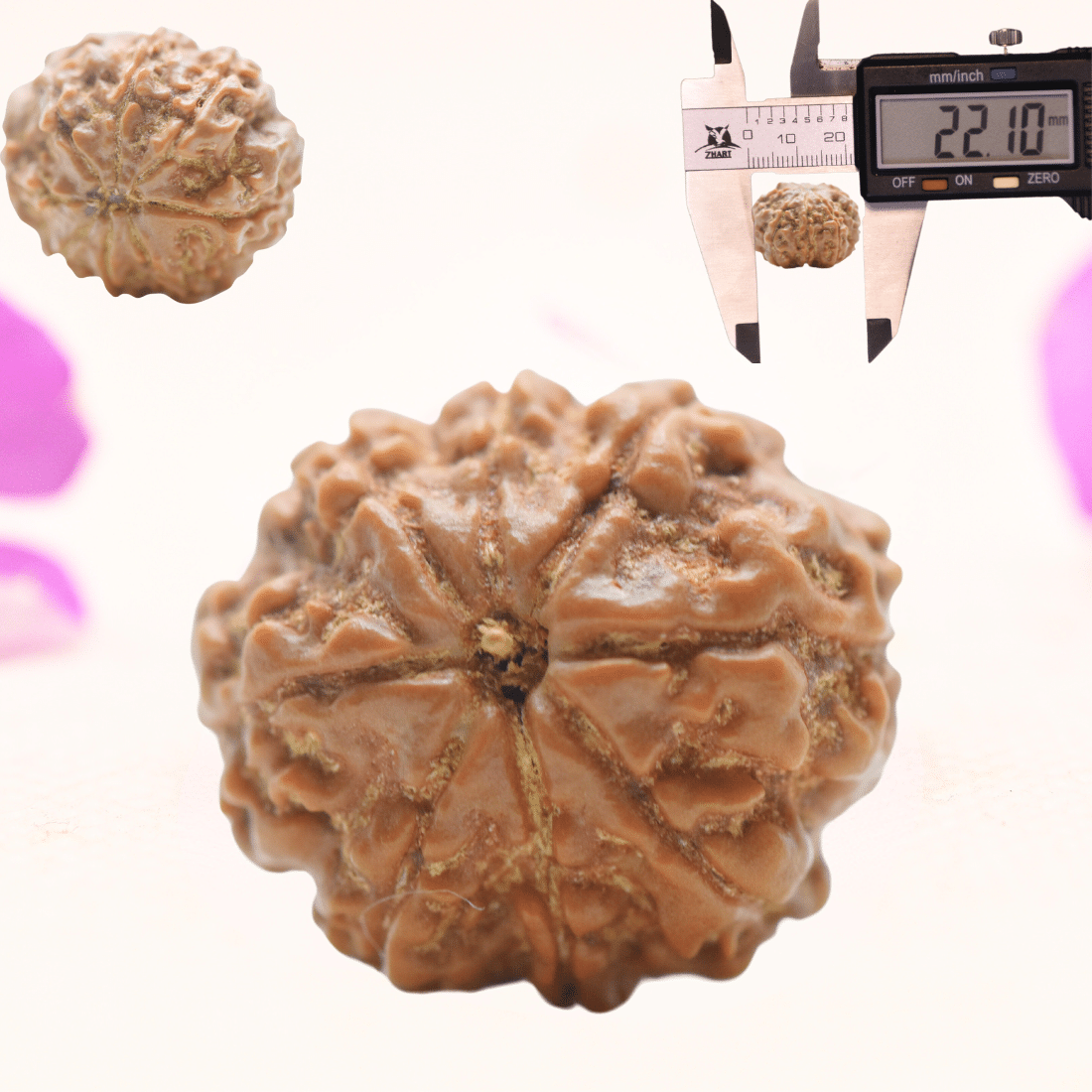 8 Mukhi Nepali Rudraksha - Regular