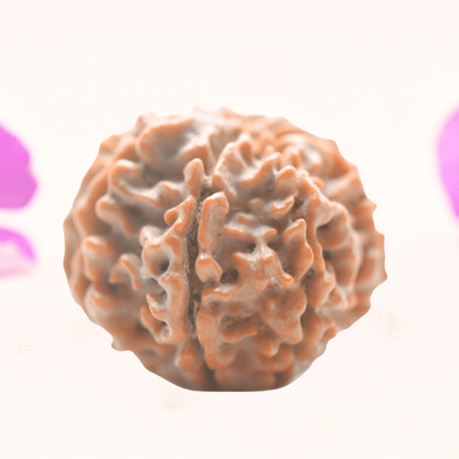 8 Mukhi Nepali Rudraksha - Regular