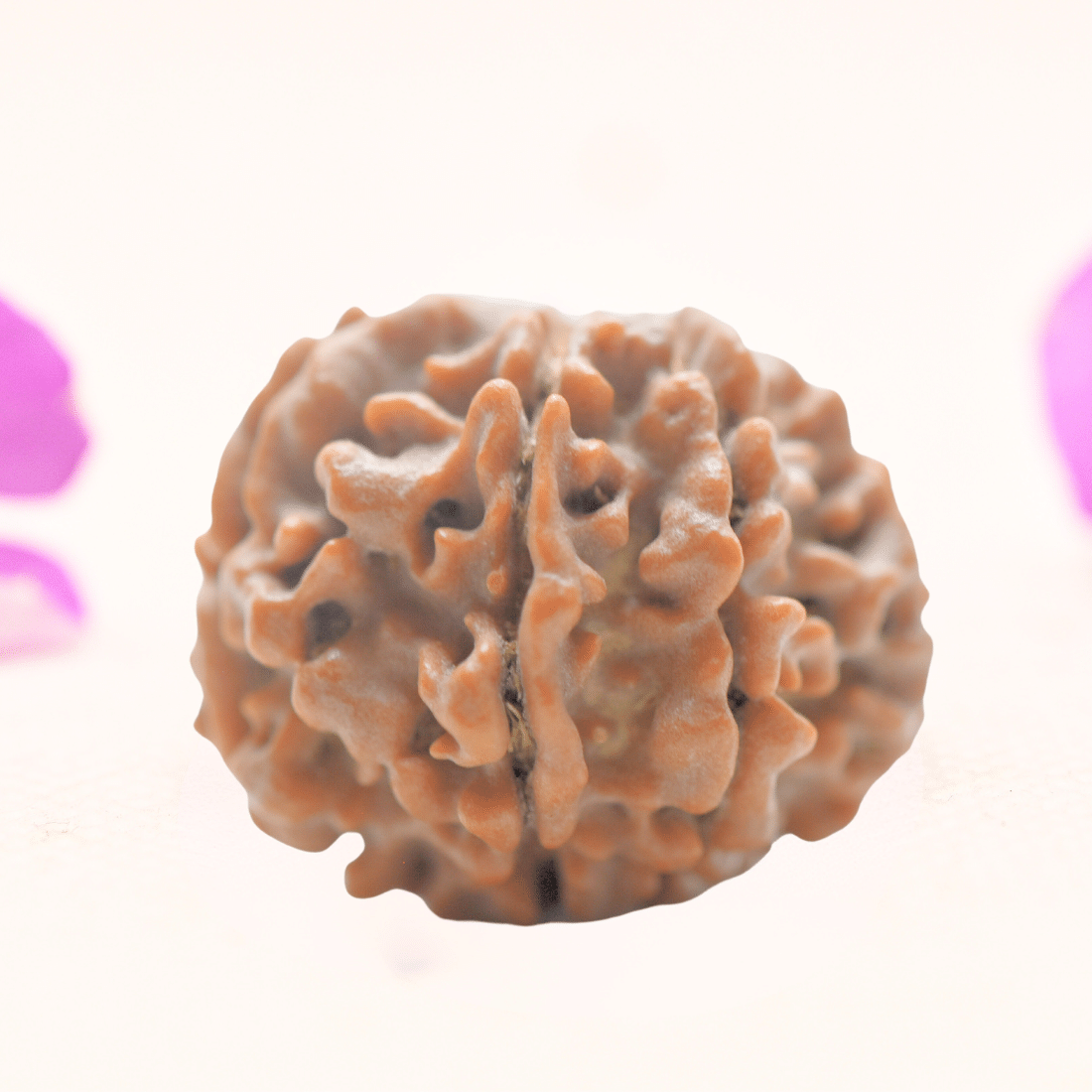 8 Mukhi Nepali Rudraksha - Regular
