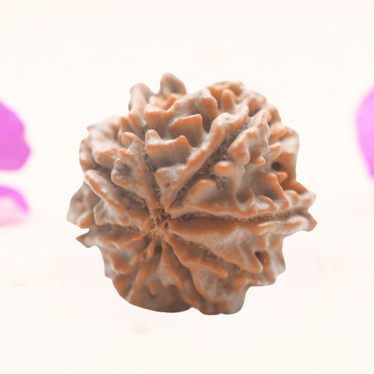 8 Mukhi Nepali Rudraksha - Regular