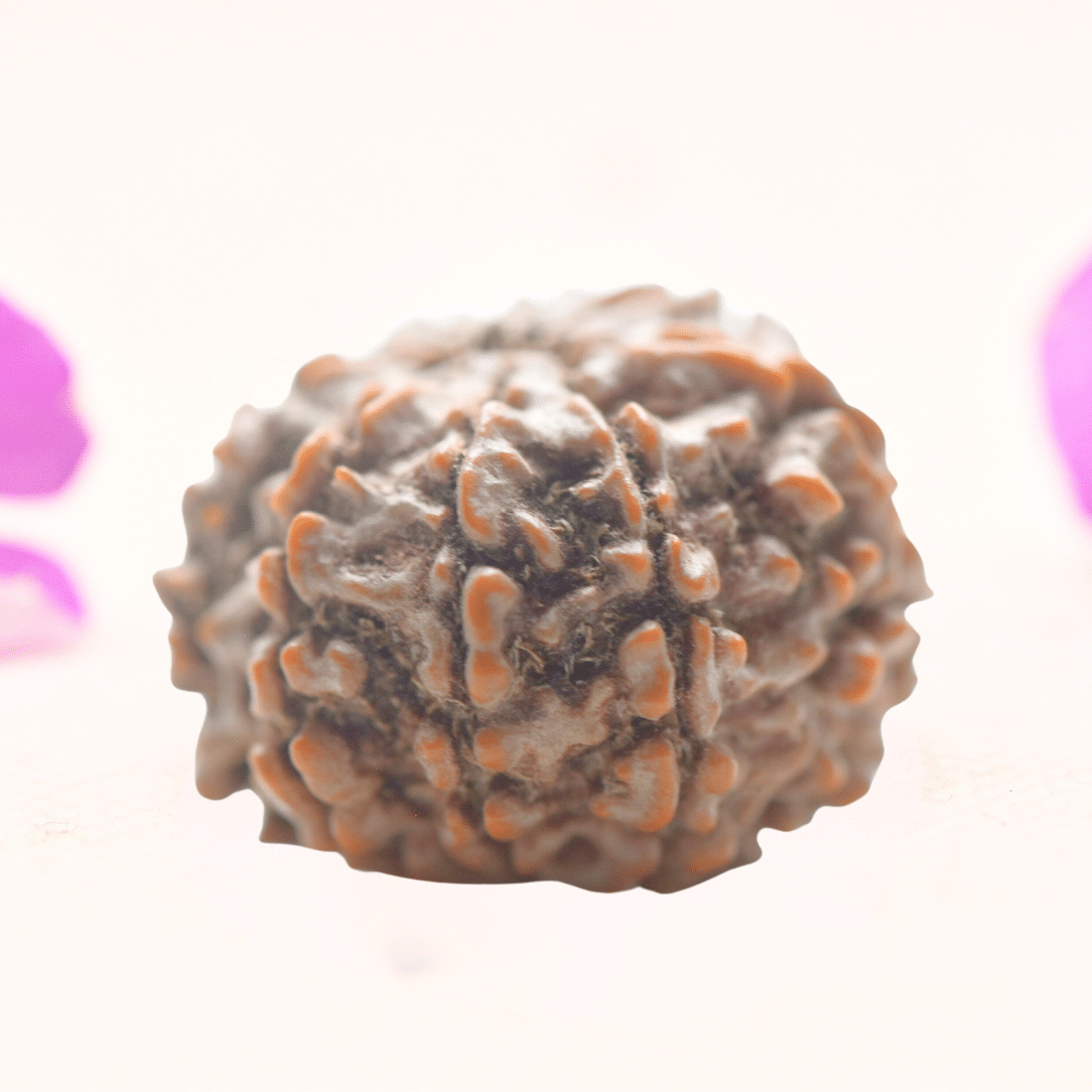 8 Mukhi Nepali Rudraksha - Regular