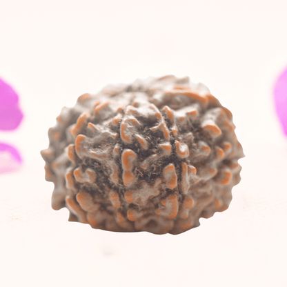 8 Mukhi Nepali Rudraksha - Regular