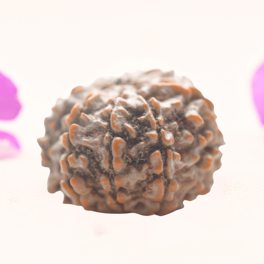 8 Mukhi Nepali Rudraksha - Regular