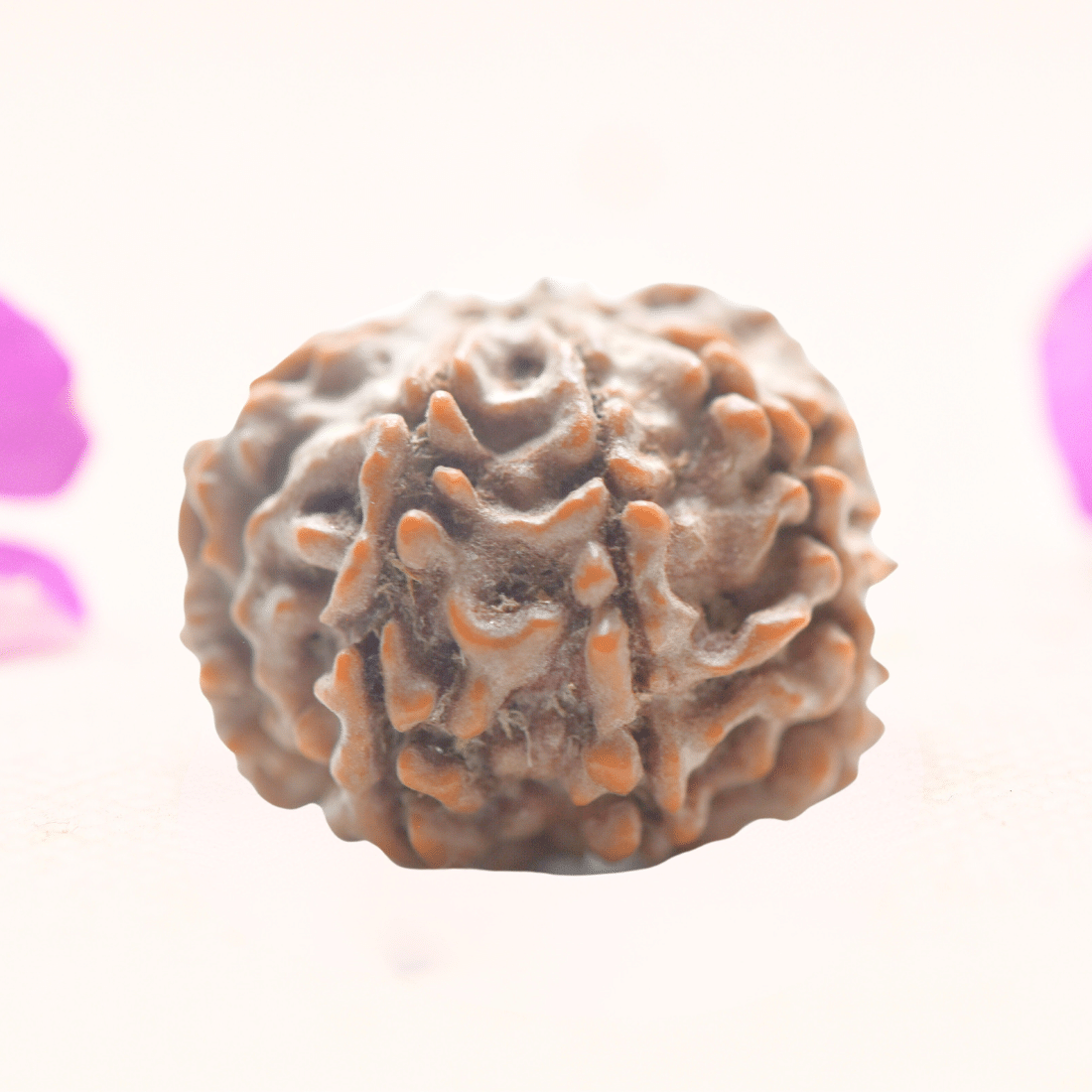 8 Mukhi Nepali Rudraksha - Regular