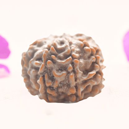 8 Mukhi Nepali Rudraksha - Regular