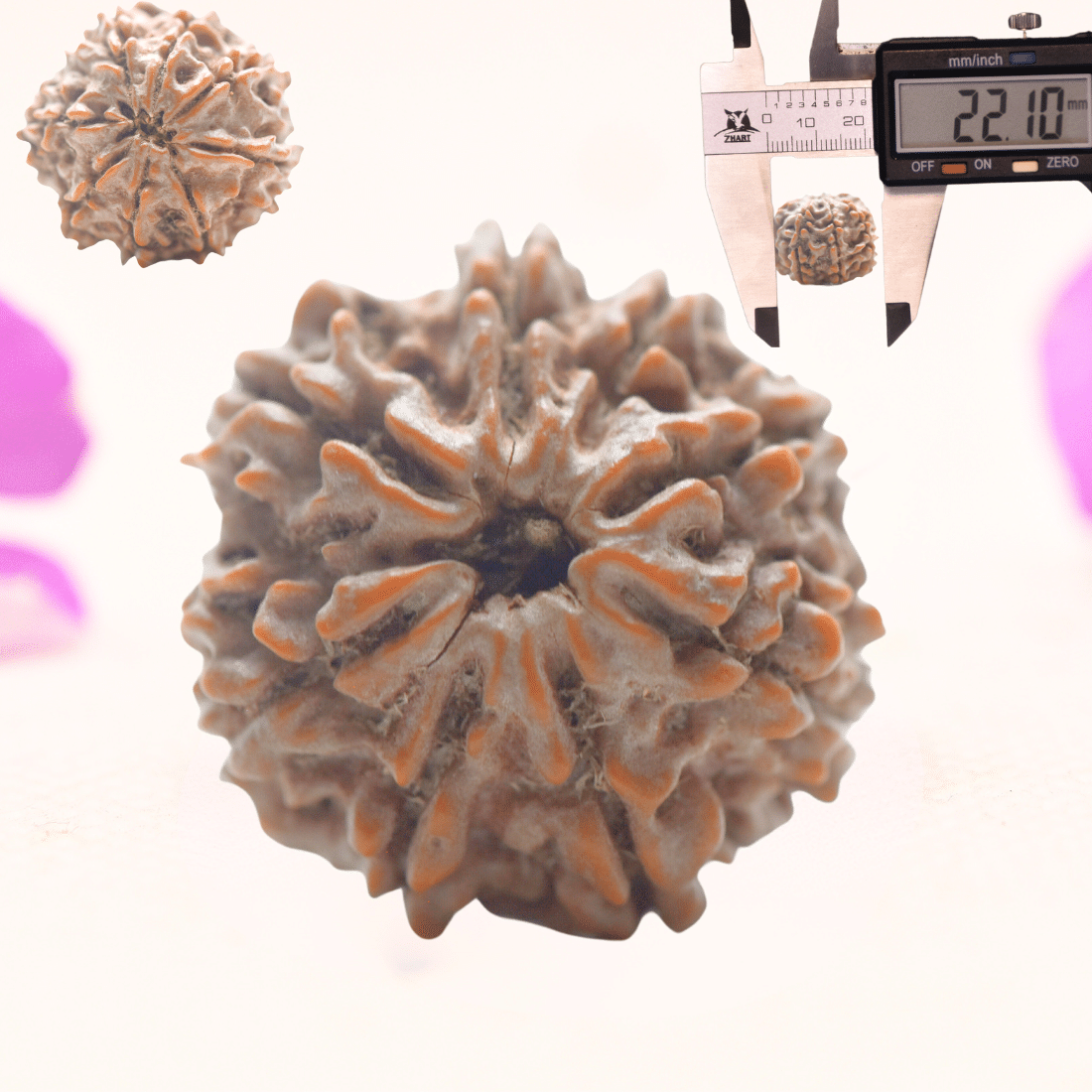 8 Mukhi Nepali Rudraksha - Regular