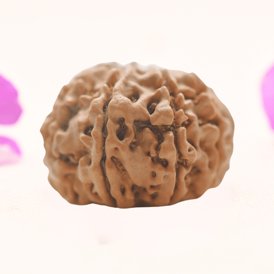 8 Mukhi Nepali Rudraksha - Regular