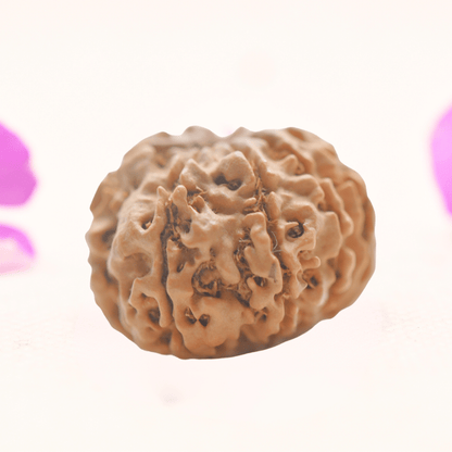 8 Mukhi Nepali Rudraksha - Regular