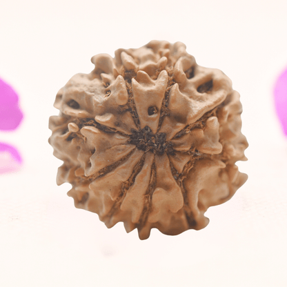 8 Mukhi Nepali Rudraksha - Regular