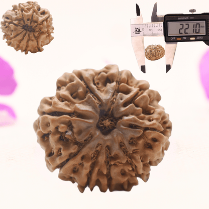 8 Mukhi Nepali Rudraksha - Regular