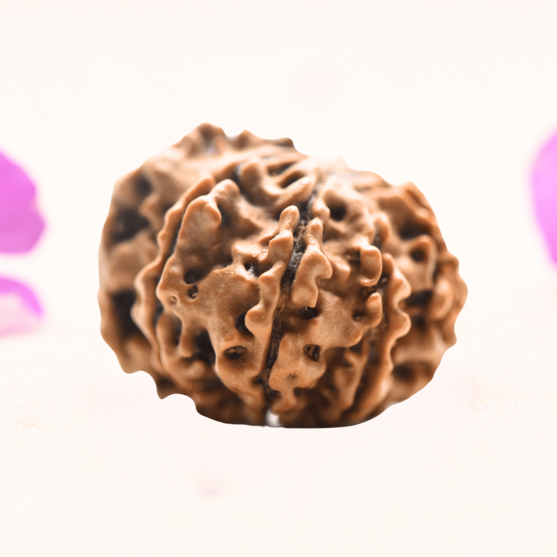 8 Mukhi Nepali Rudraksha - Regular