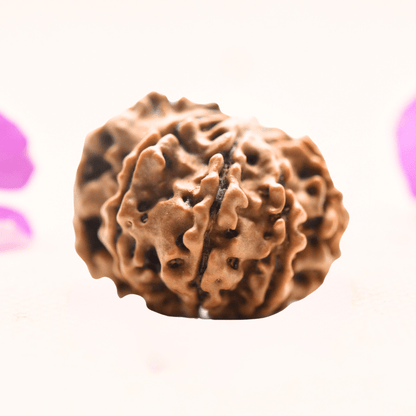 8 Mukhi Nepali Rudraksha - Regular
