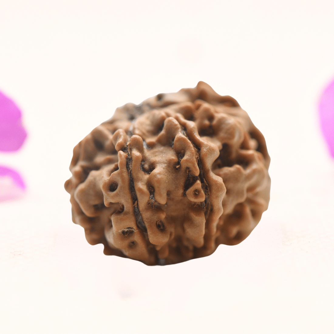 8 Mukhi Nepali Rudraksha - Regular