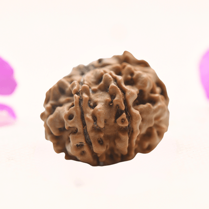 8 Mukhi Nepali Rudraksha - Regular