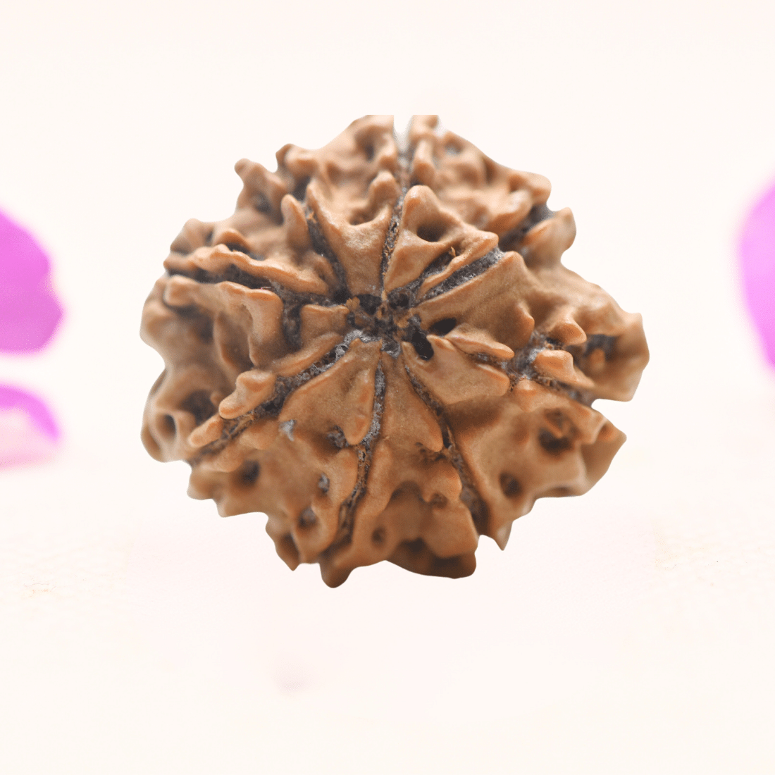 8 Mukhi Nepali Rudraksha - Regular