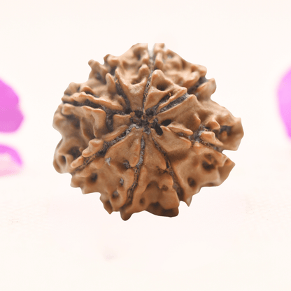 8 Mukhi Nepali Rudraksha - Regular