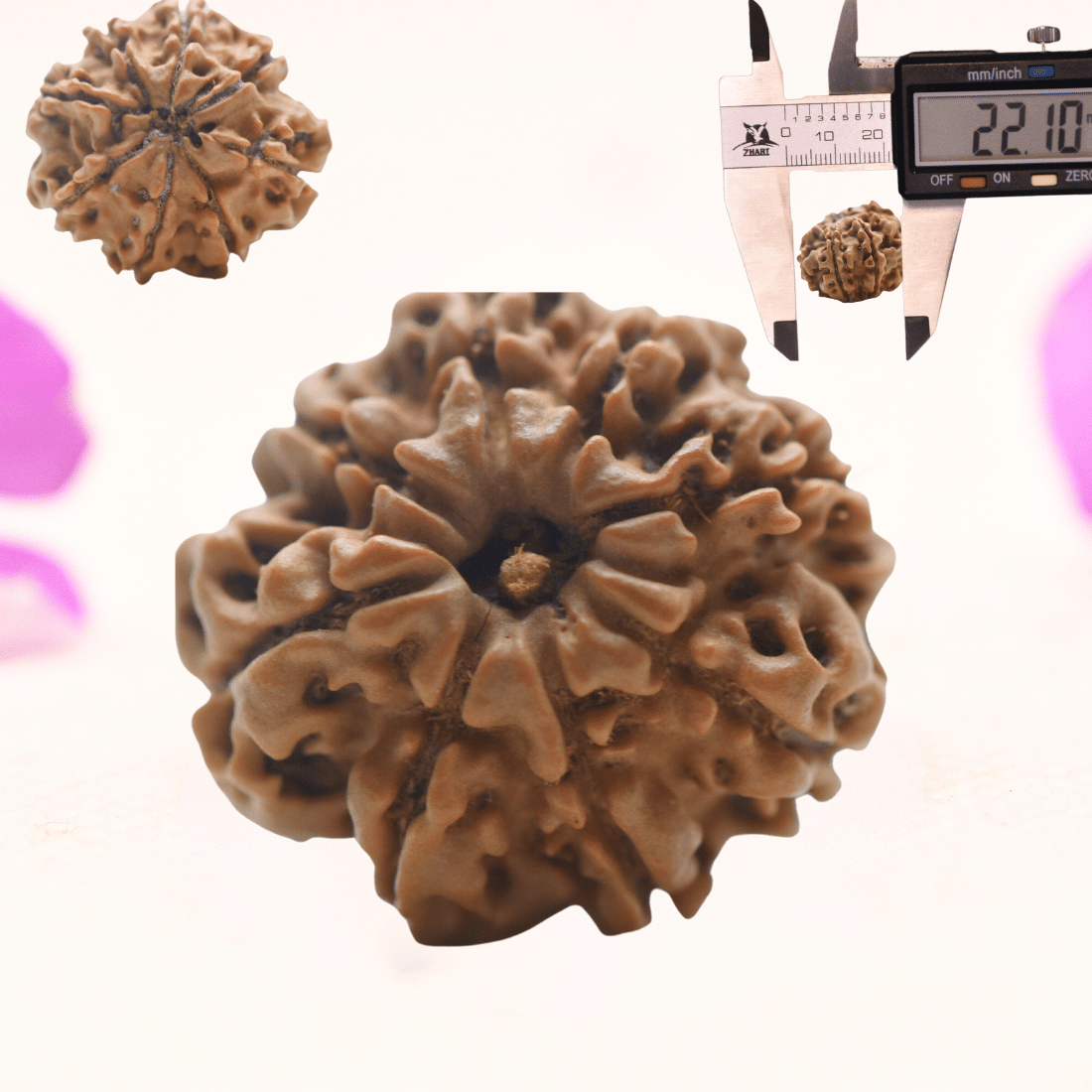 8 Mukhi Nepali Rudraksha - Regular