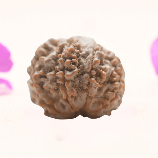8 Mukhi Nepali Rudraksha - Regular